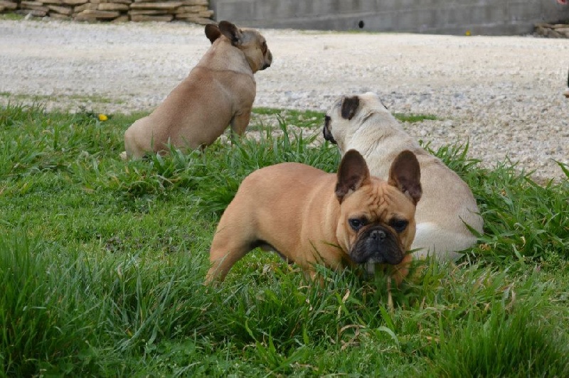 Harty-show of Burly bulky bulls