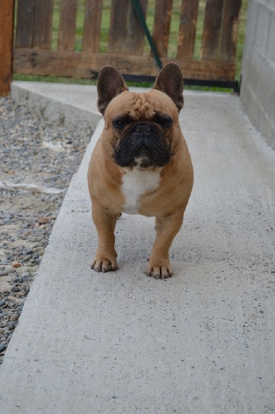 Harty-show of Burly bulky bulls