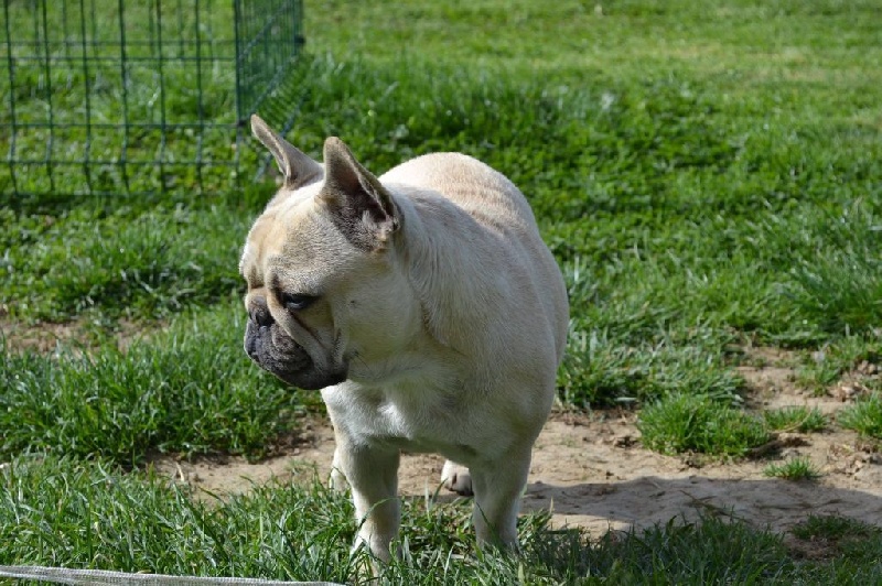 Ivory-lace of Burly bulky bulls