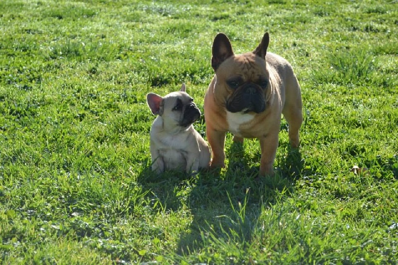 Harty-show of Burly bulky bulls